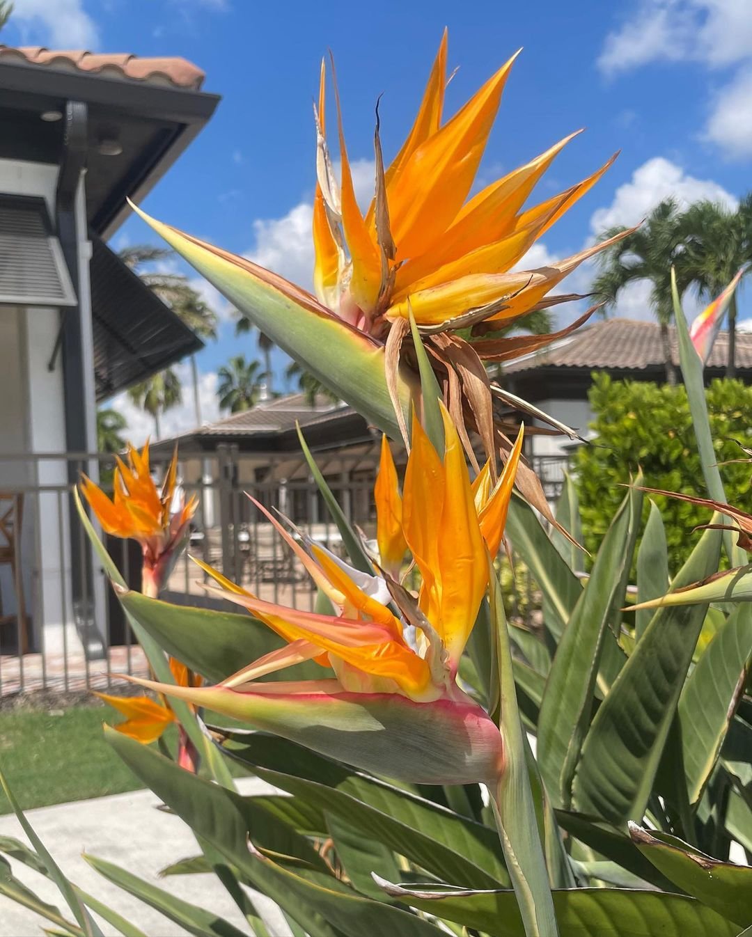 Gardening Bird-of-Paradise-Strelitzia-reginae 14 Flowers That Look Like Birds : Beauty in Nature's Design