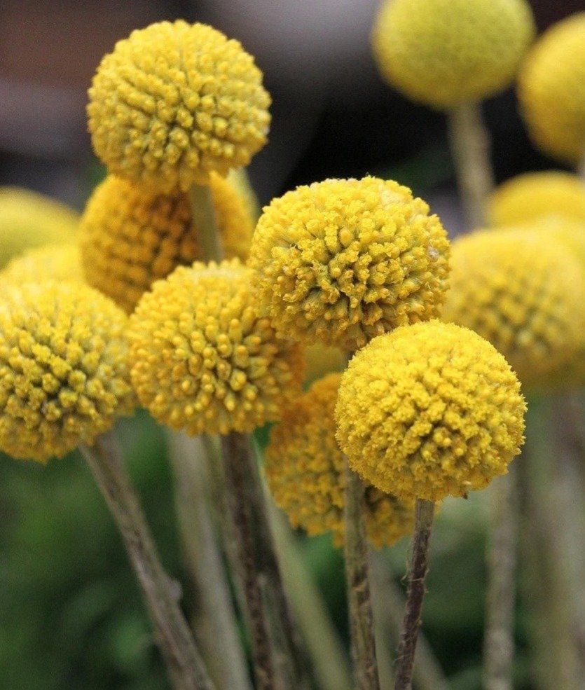 Gardening Birds-Head-Flower-Craspedia-globosa 14 Flowers That Look Like Birds : Beauty in Nature's Design