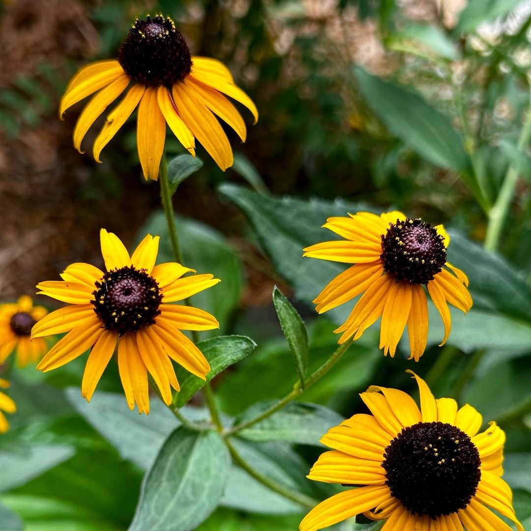 Gardening Black-Eyed-Susan-Rudbeckia-hirta Sunflower Doppelgangers : 10 Flowers That Look Like Sunflower