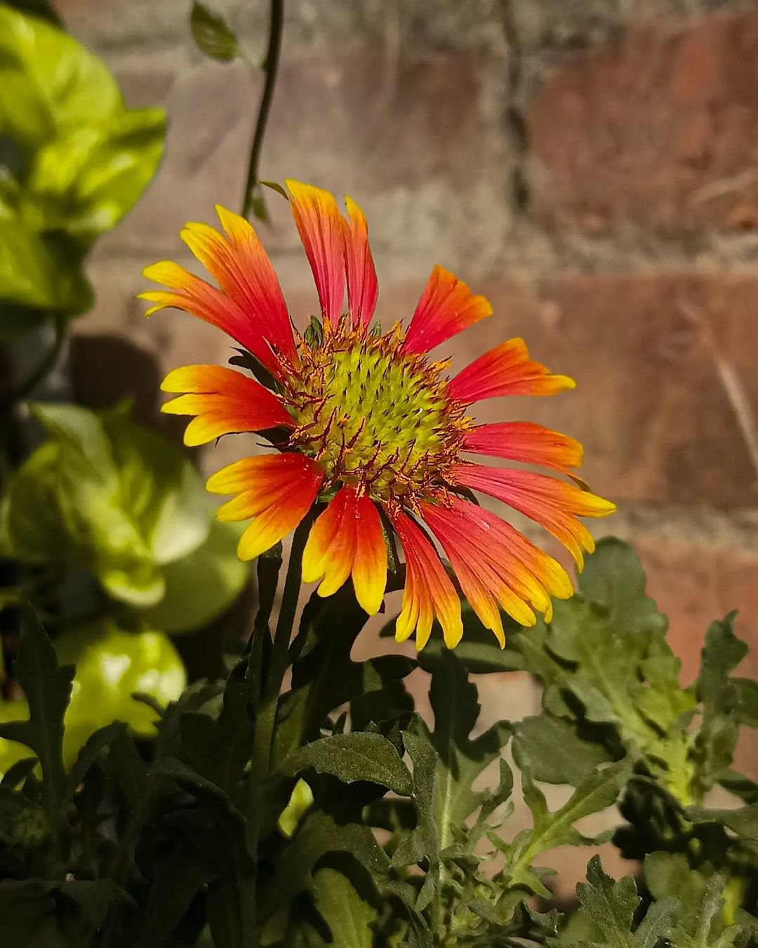 Gardening Blanket-Flower-Gaillardia-spp Sunflower Doppelgangers : 10 Flowers That Look Like Sunflower