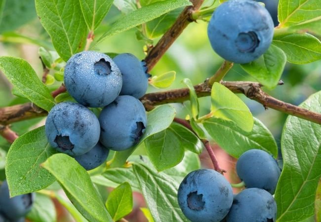 Blueberry Growing Made Easy: Tips for a Successful Harvest