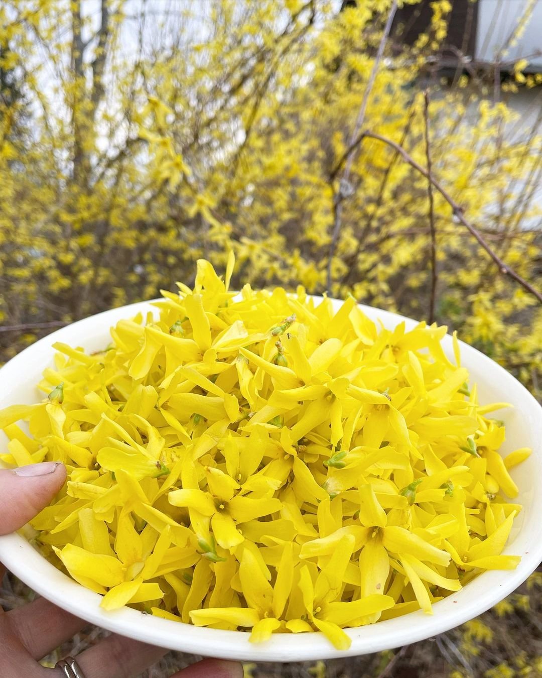 Botanical-Characteristics-2 Forsythia Flowers : Seasonal Care and Blooming Secrets