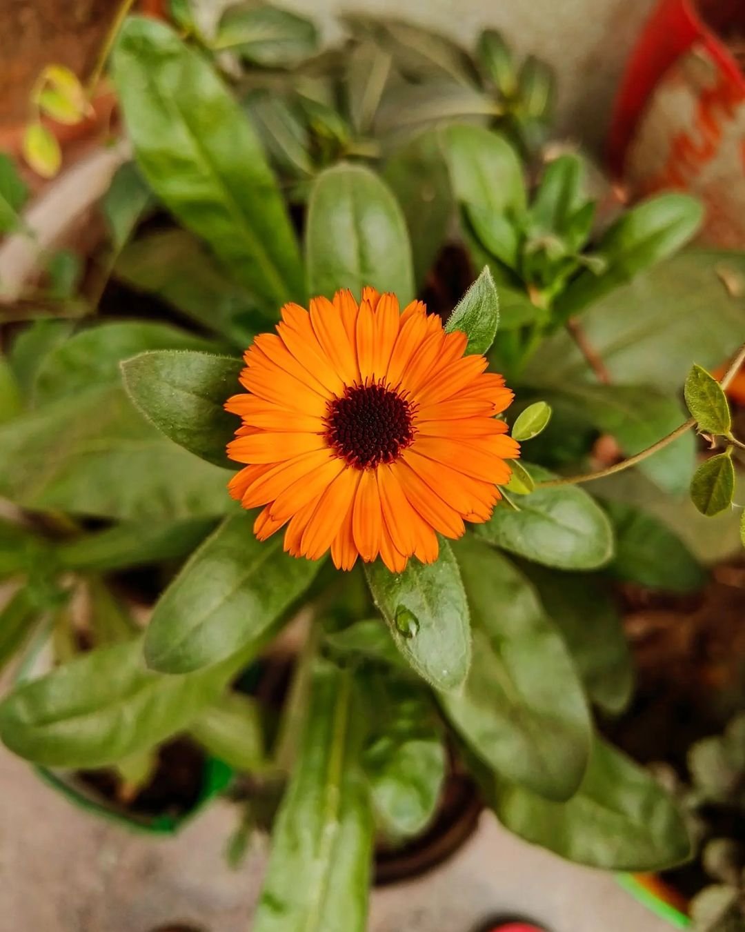 Gardening Calendula-Calendula-officinalis Sunflower Doppelgangers : 10 Flowers That Look Like Sunflower