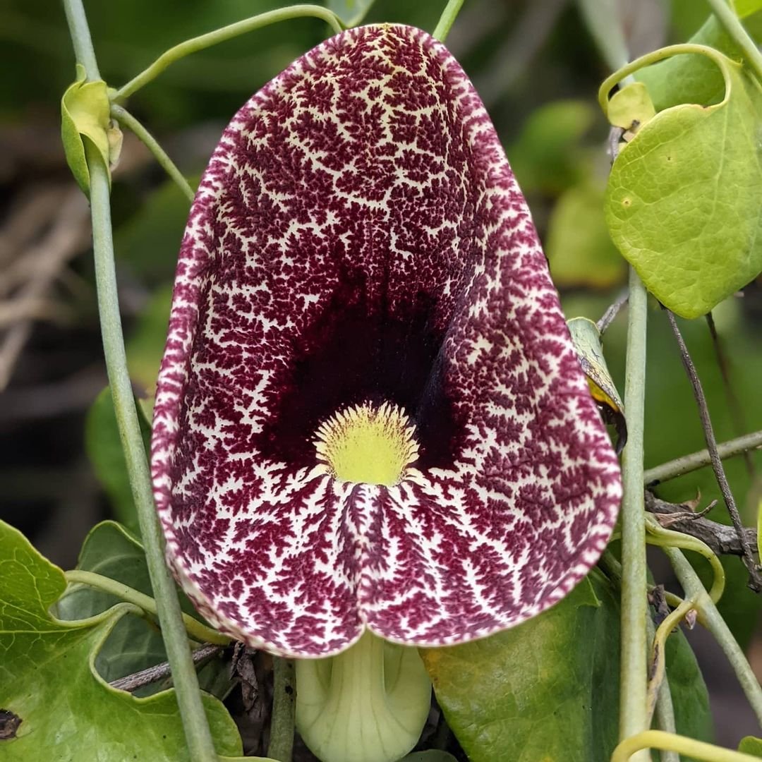 Gardening Calico-Flower-Aristolochia-littoralis 14 Flowers That Look Like Birds : Beauty in Nature's Design