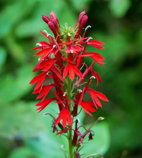 Gardening Cardinal-Flower-Lobelia-cardinalis 14 Flowers That Look Like Birds : Beauty in Nature's Design