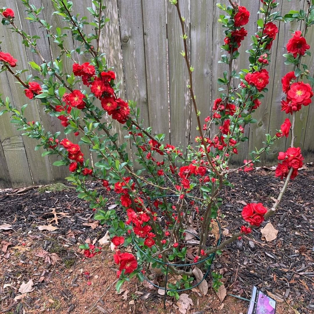 How to Grow and Care for Flowering Quince in Your Garden