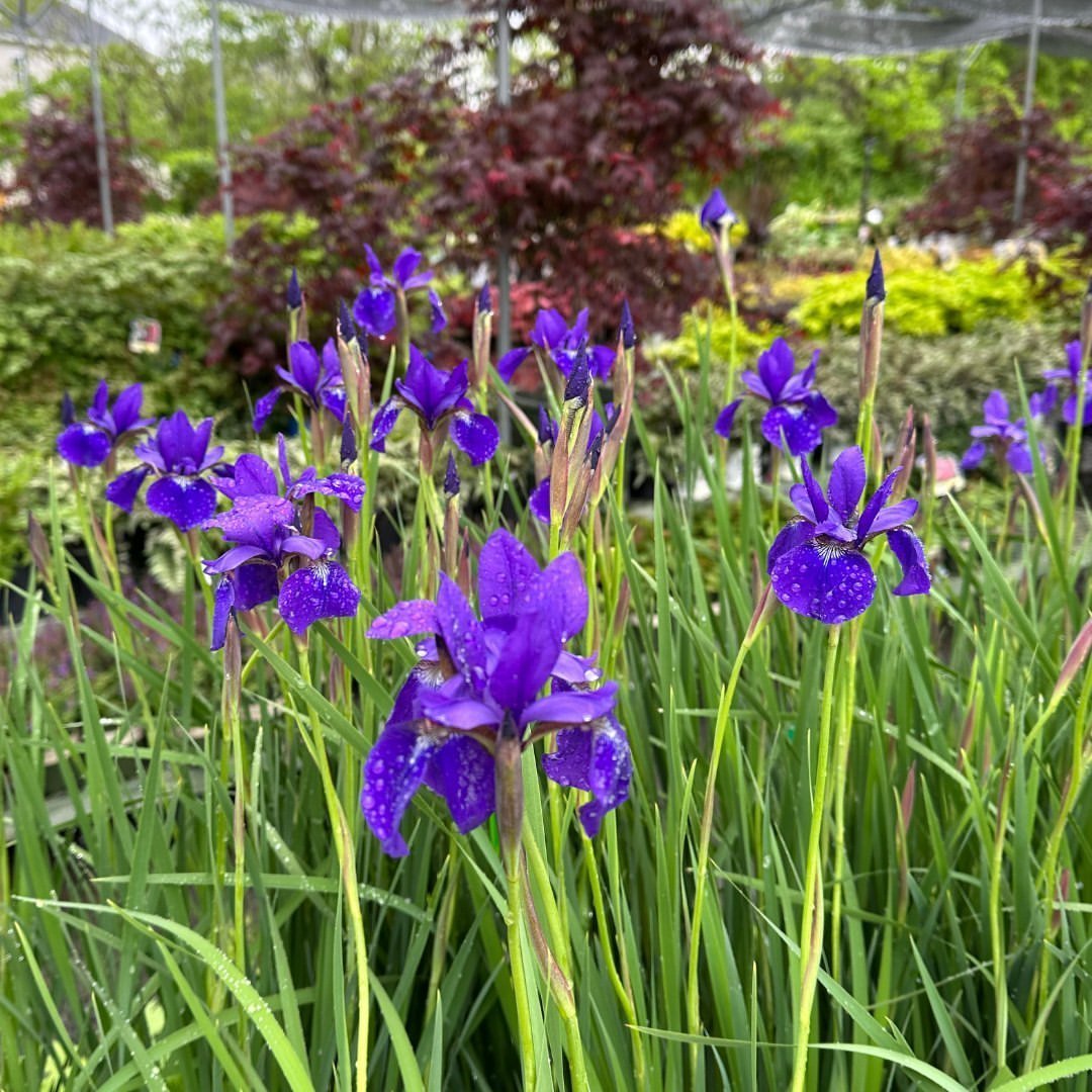 Gardening Care-for-Iris-Plants Cultivating Iris Flowers : Tips for Stunning Blooms