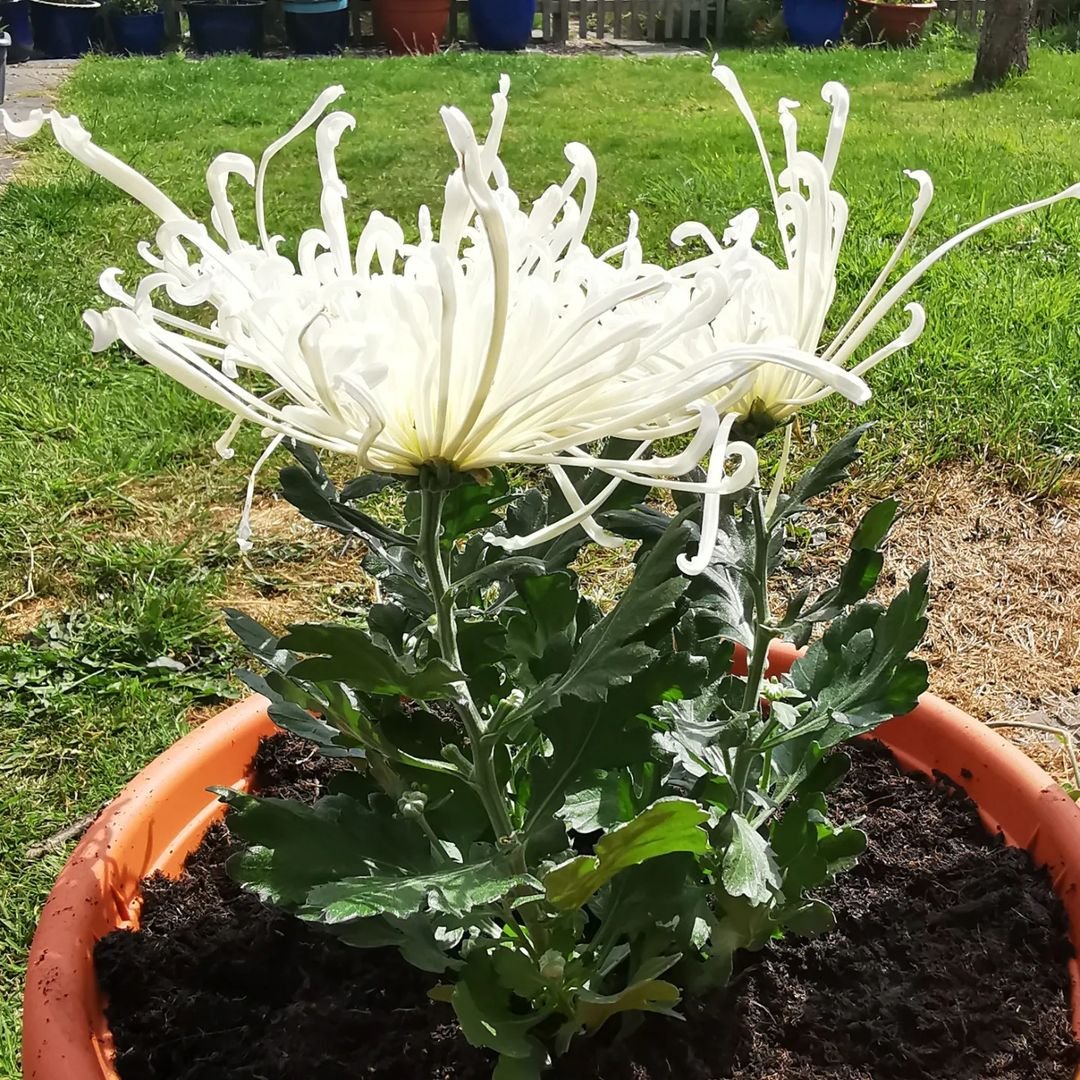 Gardening Caring-for-Fuji-Mums How to Grow and Care for Fuji Mums: A Complete Guide