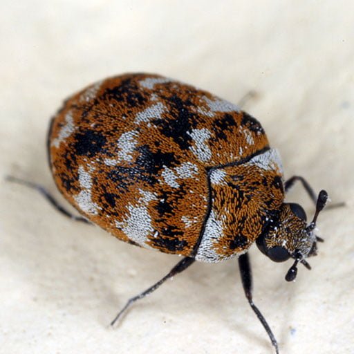 Gardening 10 Tiny Black Bugs That Look Like Poppy Seeds and How to Get Rid of Them