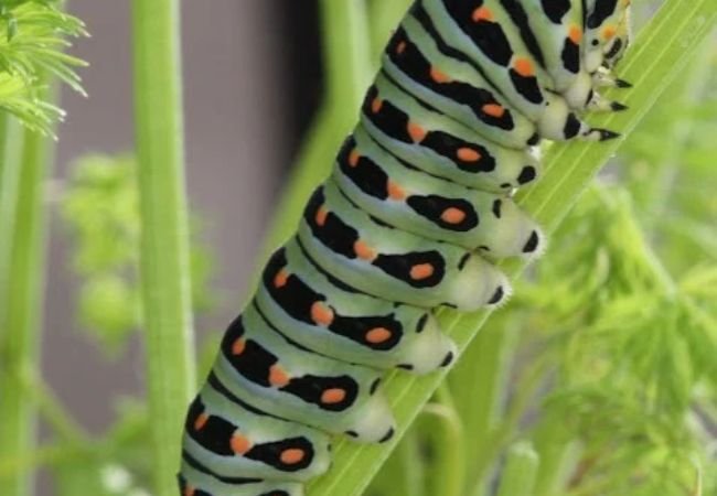 Caterpillars in California: Exploring the Diverse World