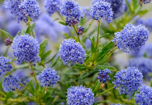 Ceanothus : Comprehensive Care and Maintenance Guide