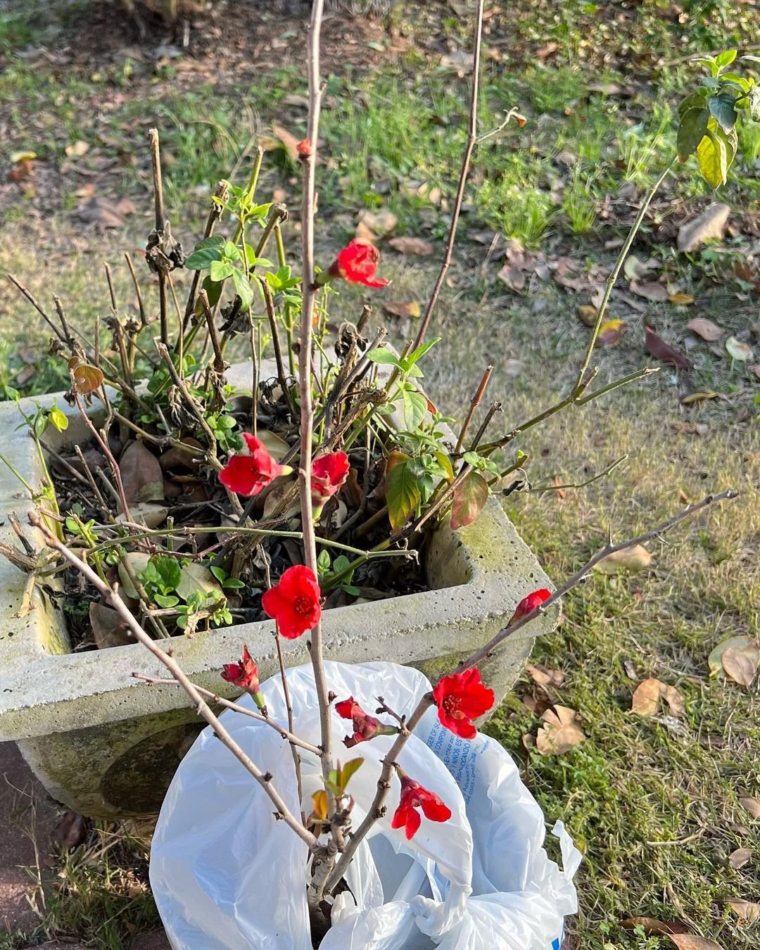 Gardening How to Grow and Care for Flowering Quince in Your Garden