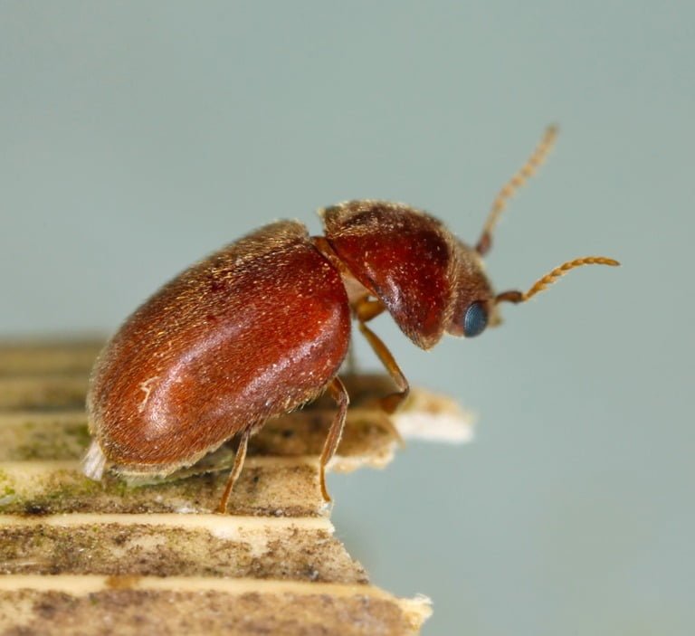 Gardening Cigarette-Beetles 10 Tiny Black Bugs That Look Like Poppy Seeds and How to Get Rid of Them
