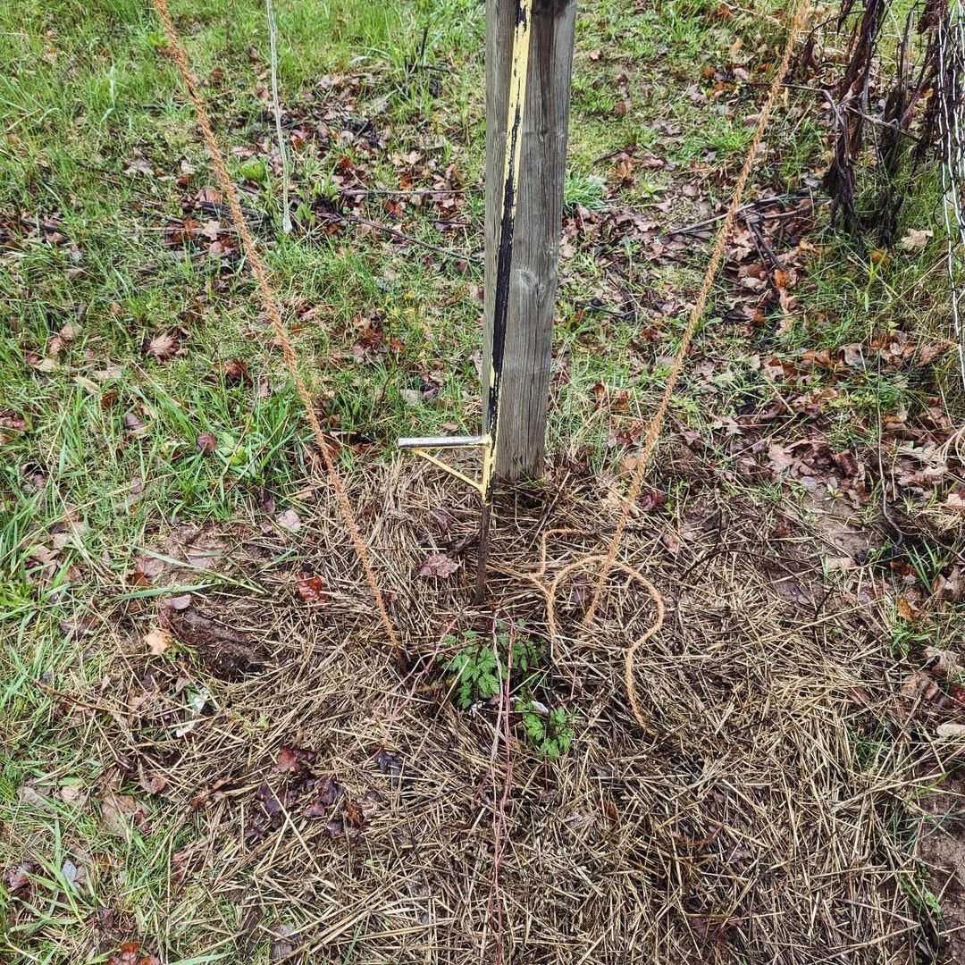 Gardening Hops Heaven: A Step-by-Step Guide to Growing Hops at Home
