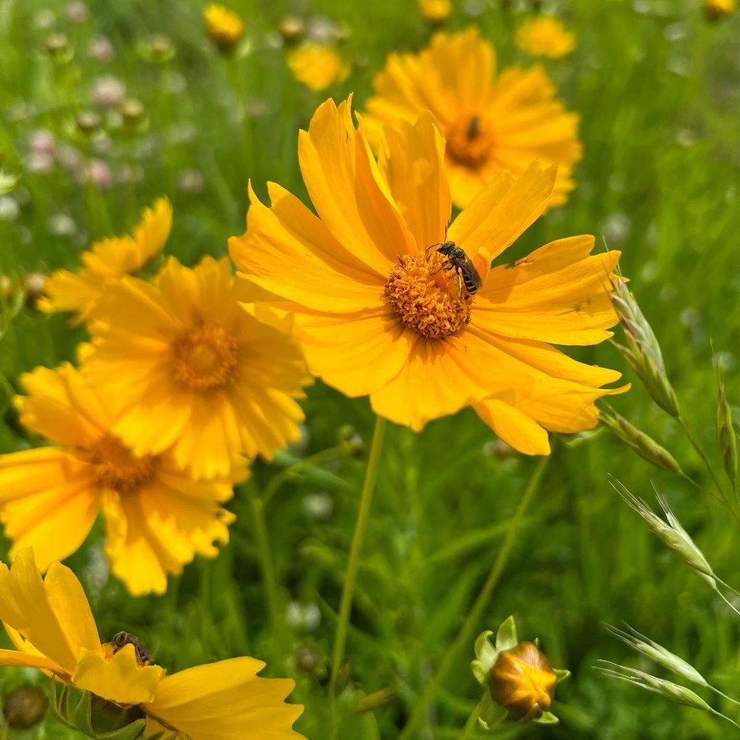 Gardening Coreopsis-Coreopsis-spp Sunflower Doppelgangers : 10 Flowers That Look Like Sunflower