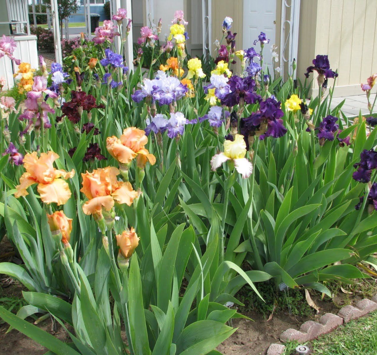 Gardening Creative-Ways-to-Use-Iris-Plants Cultivating Iris Flowers : Tips for Stunning Blooms