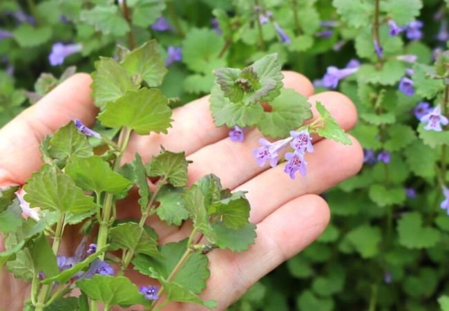 Battling Creeping Charlie: Top Tips for Managing Ground Ivy in Your Yard