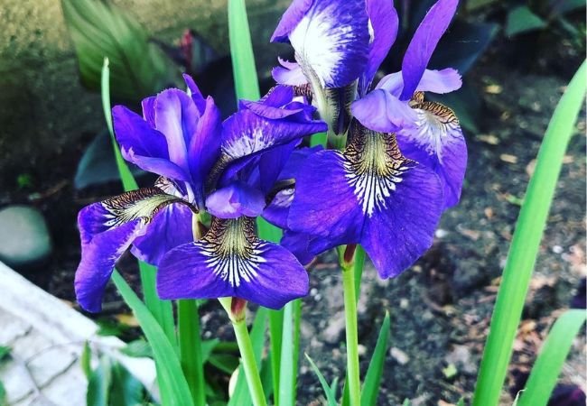 Cultivating Iris Flowers: Tips for Stunning Blooms