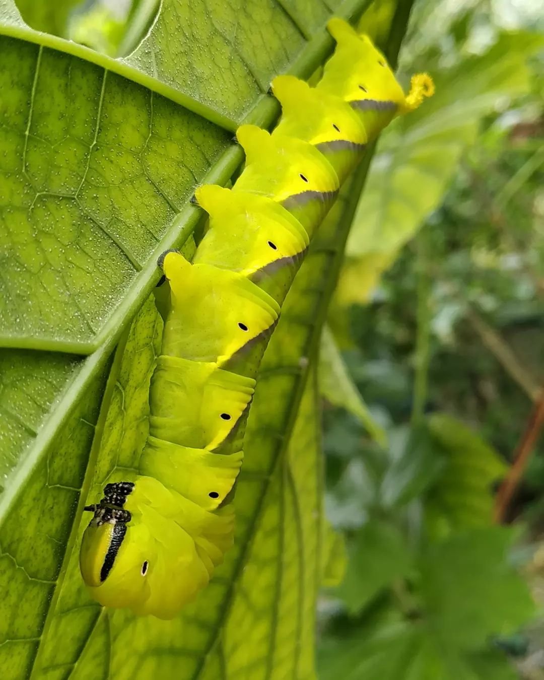 Gardening Deaths-head-Hawk-Moth-Caterpillar-Acherontia-atropos 26 Stunning Moths That Look Like Butterflies