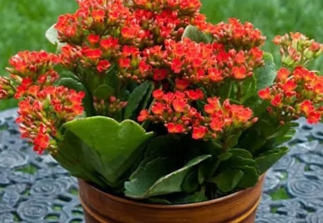 Discover the 9 Best Mother of Thousands Varieties | Mother of Millions Types