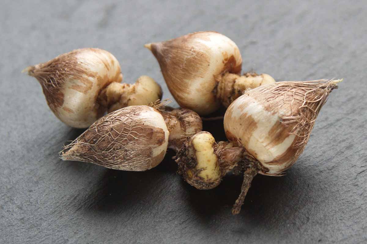 Gardening Dividing-Storing-Freesia-Corms Freesia Care Guide : From Planting to Blooming