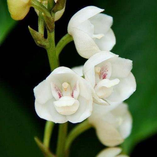 Gardening Dove-Orchid-Peristeria-elata 14 Flowers That Look Like Birds : Beauty in Nature's Design
