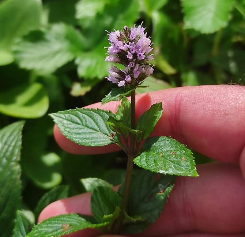 How to Grow Peppermint : A Complete Guide for Home Gardeners