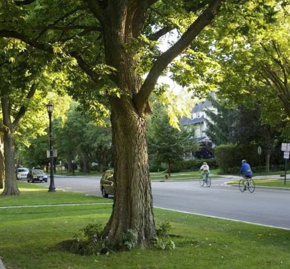 Gardening Trees That Start with N : Choosing the Best Guide