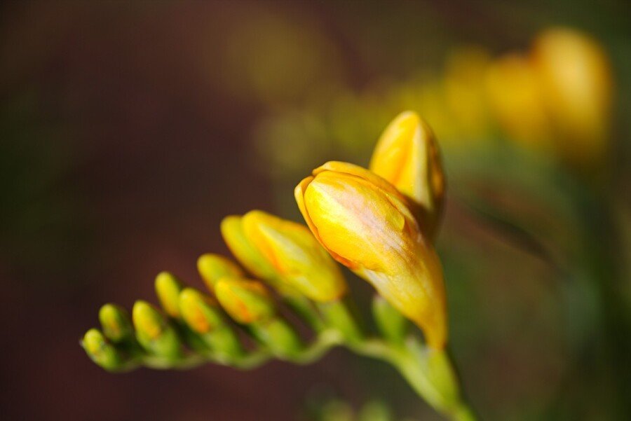 Gardening Feeding-Requirements Freesia Care Guide : From Planting to Blooming