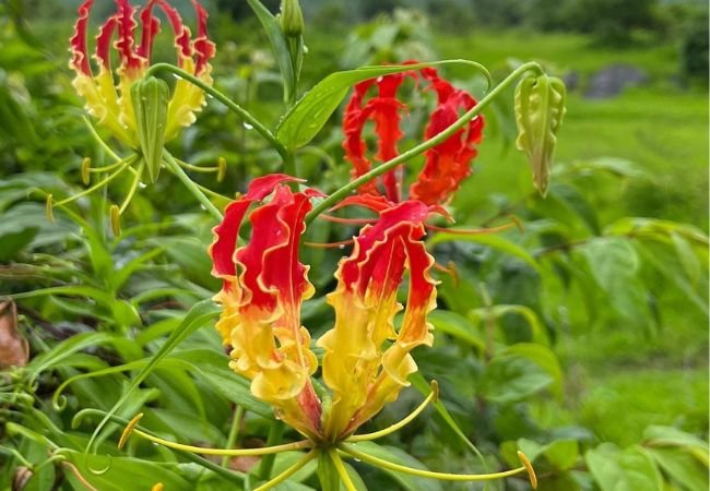 Flame Lily: A Comprehensive Guide to Growing and Caring