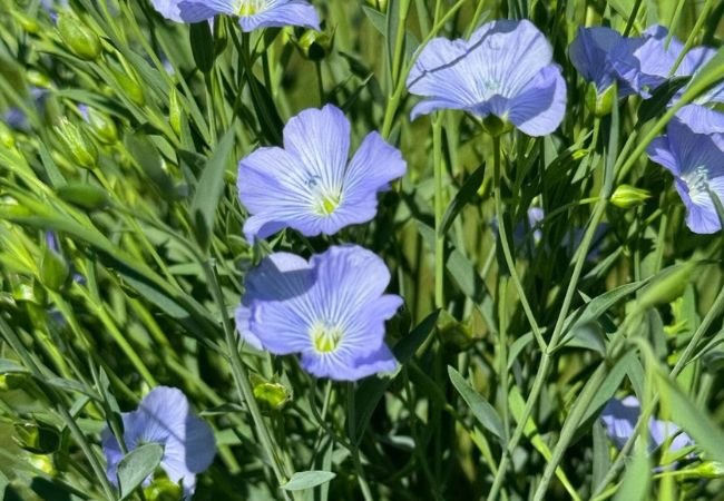 Flax Flowers: Care and Maintenance for Vibrant Blooms