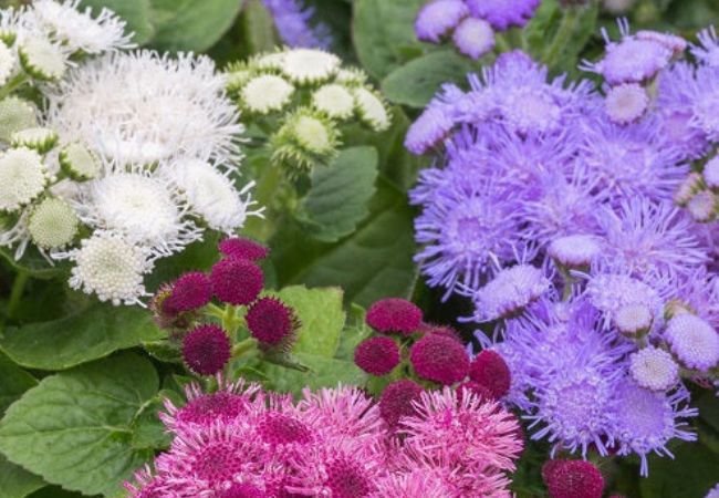 Floss Flowers