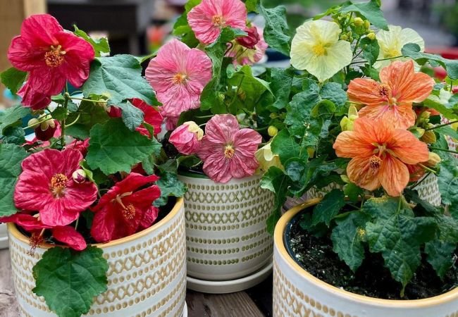 Flowering Maple: A Complete Guide to Growing and Care