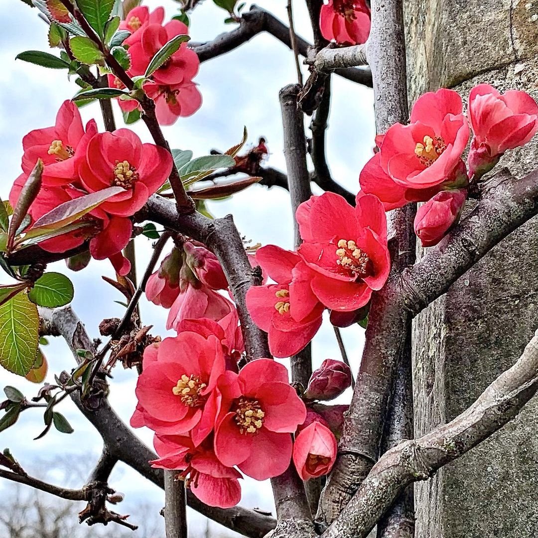 How to Grow and Care for Flowering Quince in Your Garden