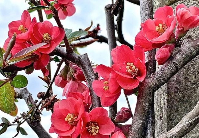 How to Grow and Care for Flowering Quince in Your Garden