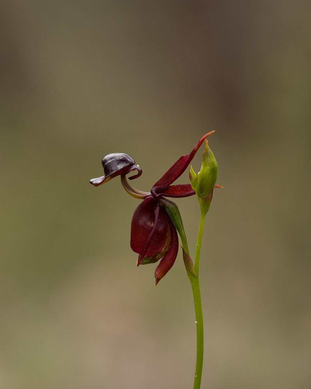 Gardening Flying-Duck-Orchid-Caleya-major 14 Flowers That Look Like Birds : Beauty in Nature's Design