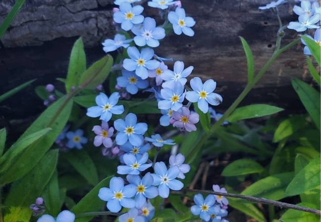 The Charm of Forget-Me-Not Flowers : A Gardener's Guide