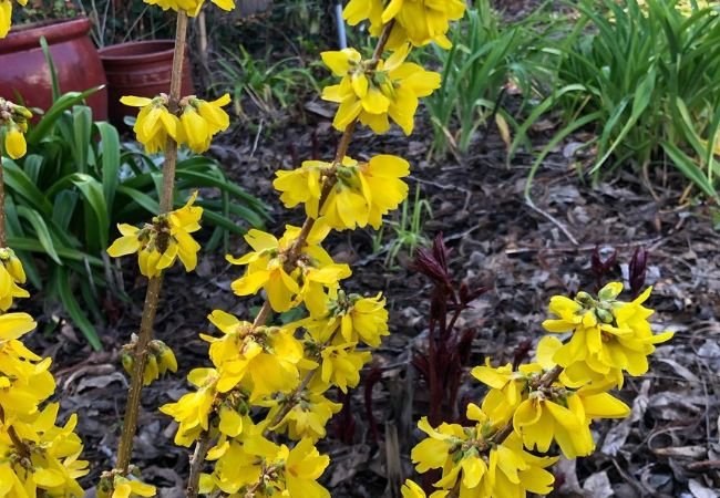 Forsythia Flowers: Seasonal Care and Blooming Secrets