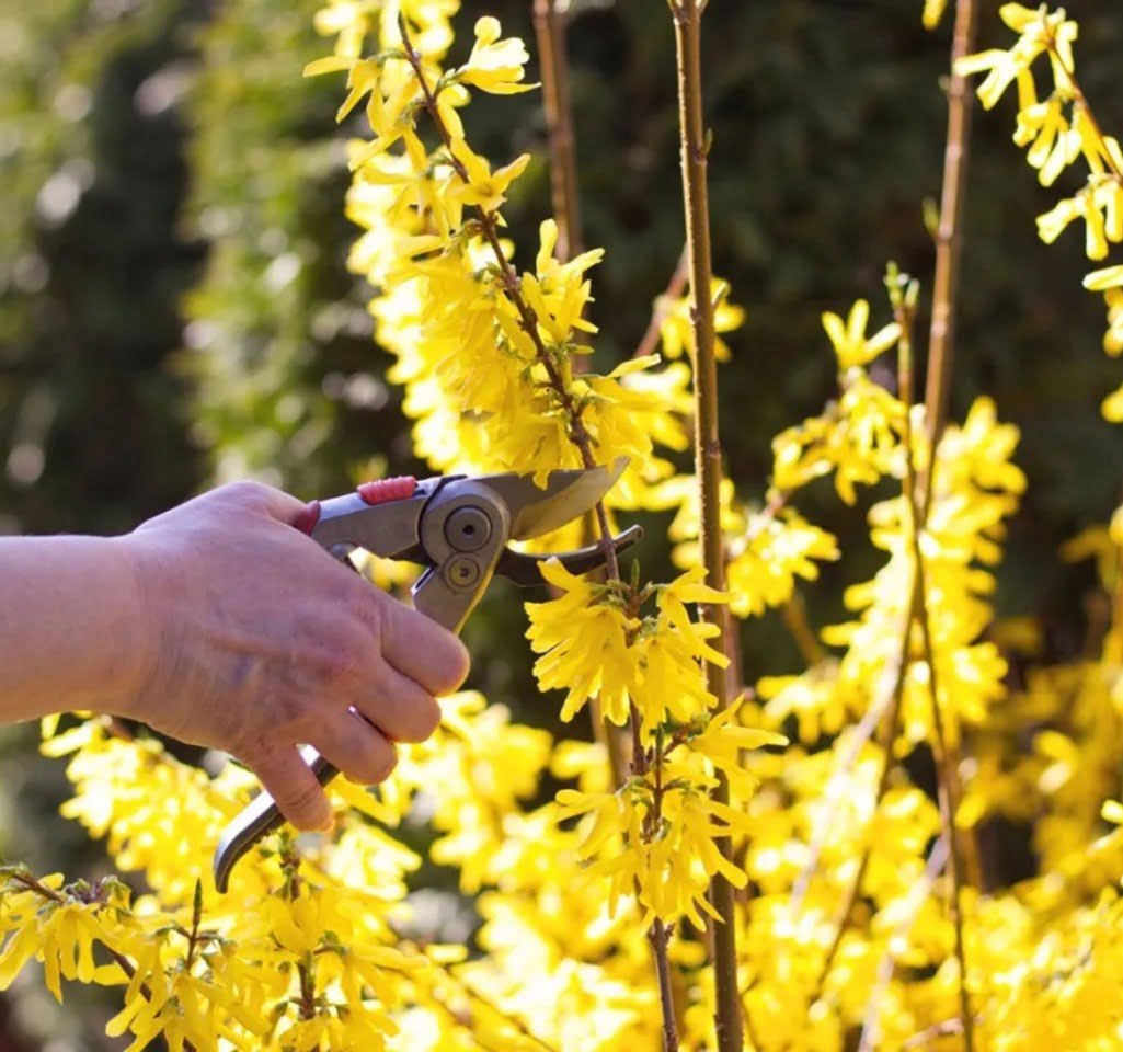  Forsythia Flowers : Seasonal Care and Blooming Secrets