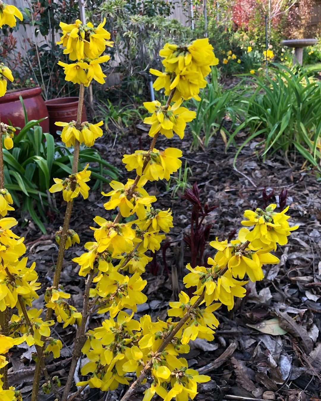 Forsythia-Flowers Forsythia Flowers : Seasonal Care and Blooming Secrets