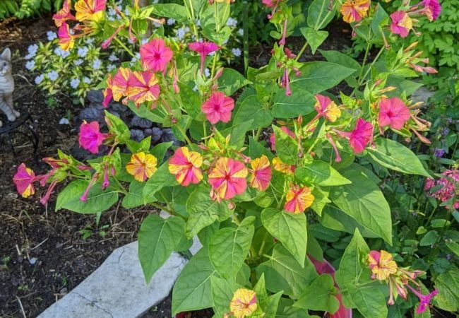 Four O’Clock flowers: Care, Maintenance and Planting Tips