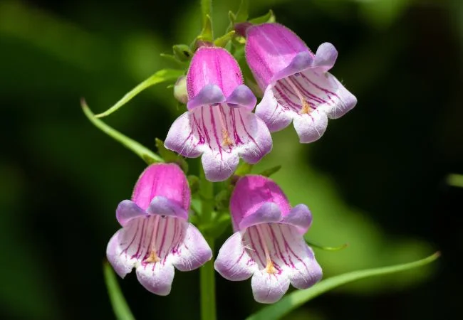 Foxglove Beardtongue: Growing Tips for Vibrant Blooms