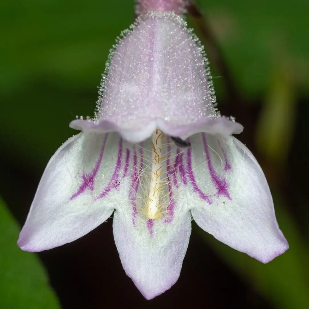 Foxglove Beardtongue: Growing Tips for Vibrant Blooms