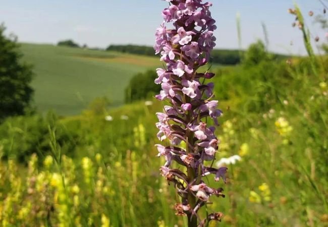 Fragrant Orchids: Essential Care Tips for Aromatic Blooms