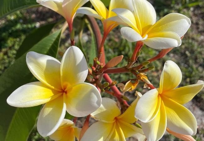 Frangipani: A Comprehensive Guide to Growing and Care