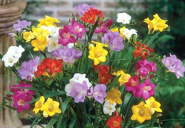 Freesia Care Guide: From Planting to Blooming