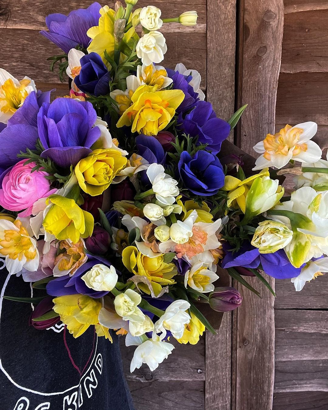 Gardening Freesia-Variety-Highlights Freesia Care Guide : From Planting to Blooming