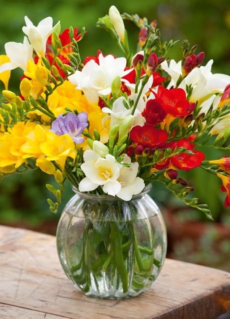 Gardening Freesia-as-Cut-Flowers Freesia Care Guide : From Planting to Blooming