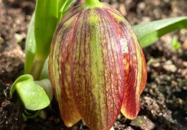 Fritillaria: Plant and Maintenance Tips for a Vibrant Garden