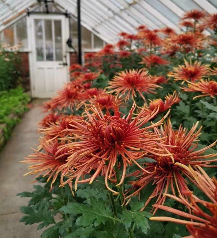 Gardening Fuji-Mums-in-Your-Landscape How to Grow and Care for Fuji Mums: A Complete Guide